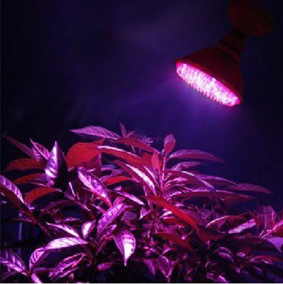 Led Grow Light in NZ